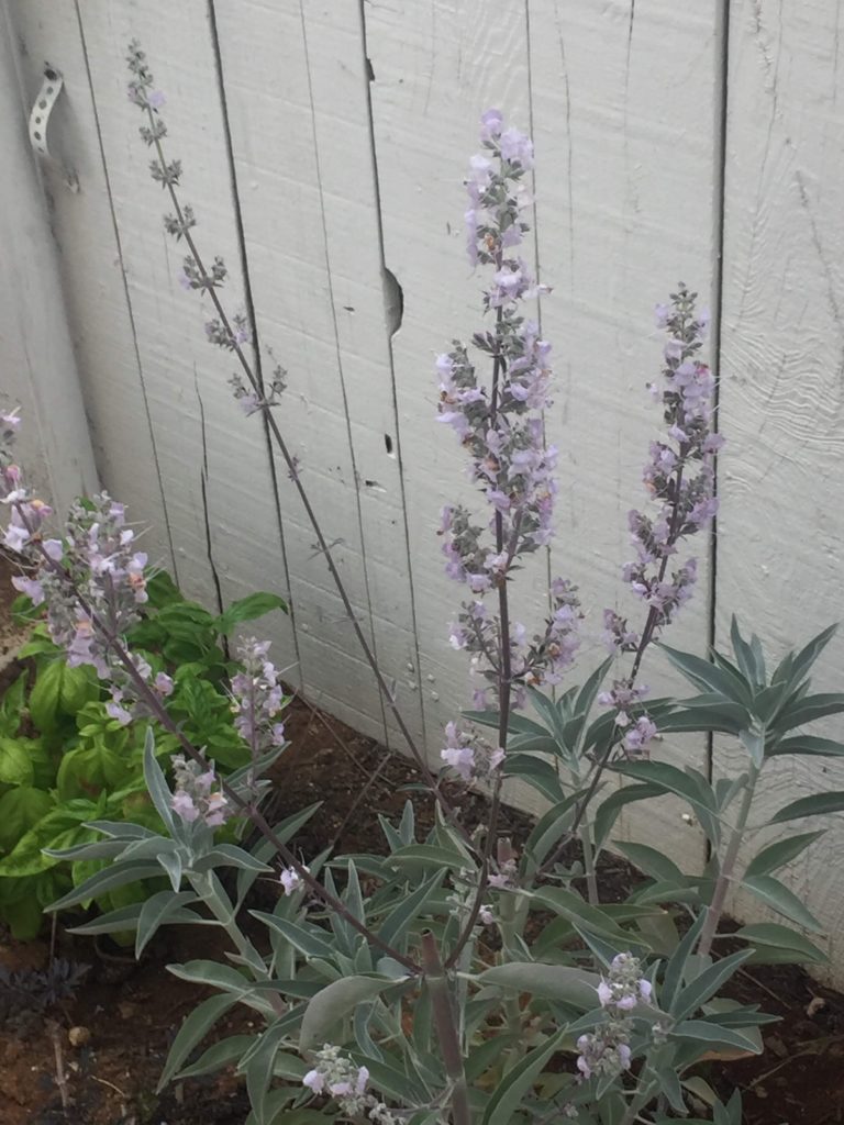 White Sage in Bloom Prescott Harshman